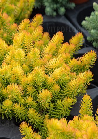 SEDUM reflexum Angelina